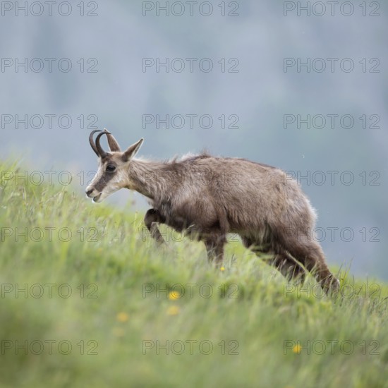 Labourious ascent... Chamois (Rupicapra rupicapra), chamois migrates, runs up a lush, steep