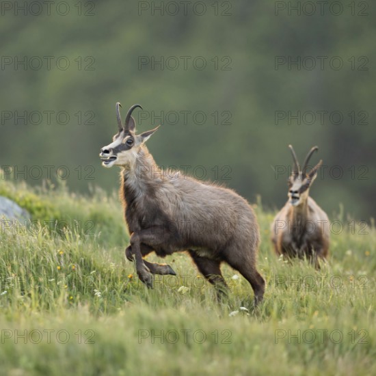 Wild chase... Chamois (Rupicapra rupicapra), two chamois engage in a wild chase, chase each other,