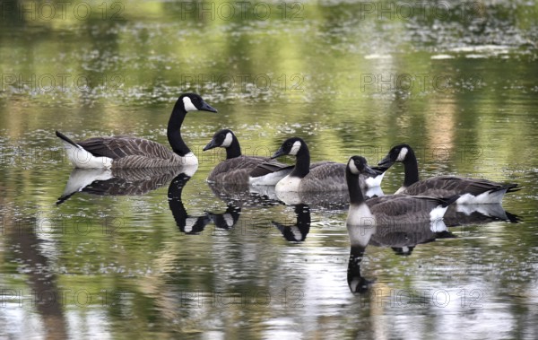Canada geese (Branta canadensis) swimming on a lake