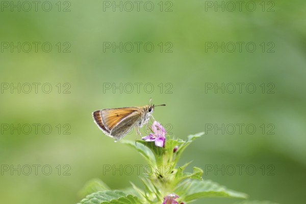 Essex skipper (Thymelicus lineola), brown, flower, nectar