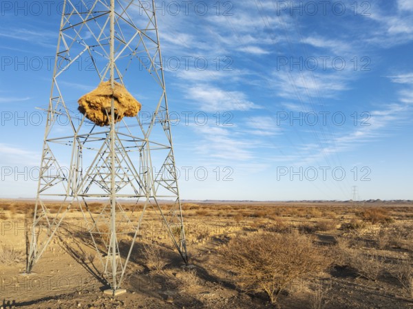 Huge nest of Sociable Weavers (Philetairus socius) built in an elecricity pylon. Low angle aerial