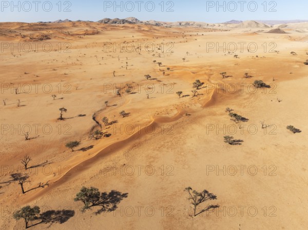 Sand dunes, camelthorn trees (Vachellia erioloba) and isolated mountain ridges in the Tsondab