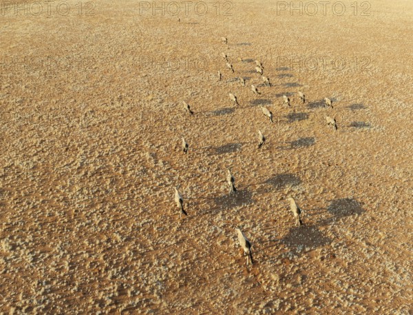 Gemsbok (Oryx gazella). Roaming an arid plain at the edge of the Namib Desert. Aerial view. Drone
