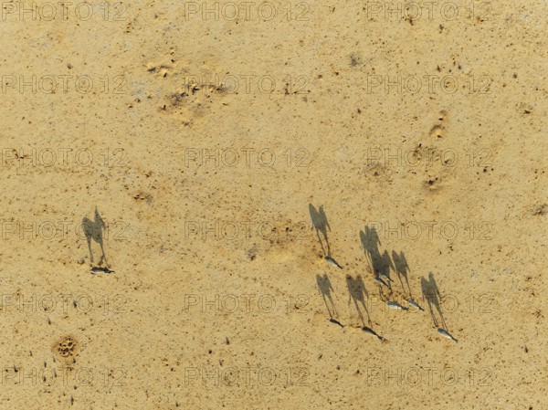 Hartmann's Mountain Zebra (Equus zebra hartmannae). Roaming an arid plain at the edge of the Namib