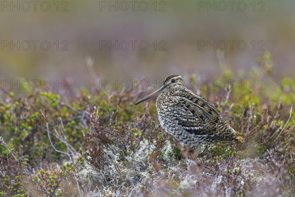 Great snipe (Gallinago media) showing camouflage colours on tundra breeding ground in spring