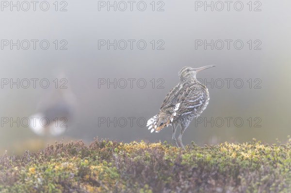 Great snipe (Gallinago media) male displaying at lek at dawn in early morning mist on tundra