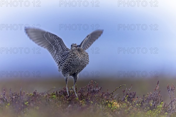 Great snipe (Gallinago media) male flapping wings during courtship display at lek at dusk on tundra