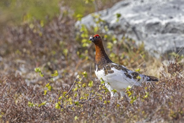 Willow ptarmigan, willow grouse (Lagopus lagopus, Lagopus albus) male, cock in summer plumage on