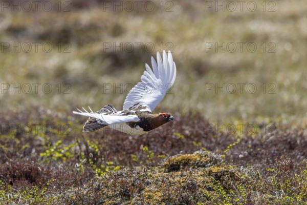Willow ptarmigan, willow grouse (Lagopus lagopus, Lagopus albus) male, cock in summer plumage