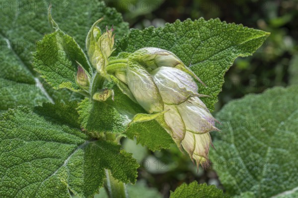 Clary sage (Salvia sclarea, Aethiopis sclarea), medicinal herb grown for its essential oil, native