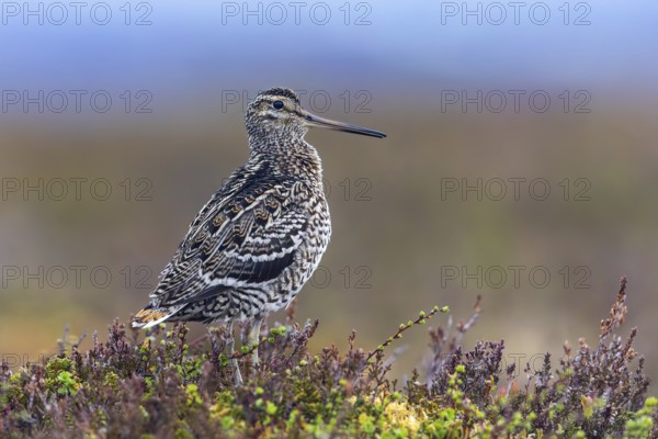 Great snipe (Gallinago media) male at lek on tundra breeding ground in spring (June), Sweden,