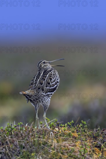 Great snipe (Gallinago media) male calling during courtship display at lek at dusk on tundra