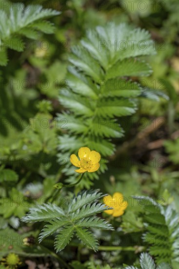 Common silverweed, silver cinquefoil (Argentina anserina, Potentilla anserina) close-up of yellow