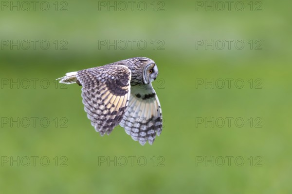 Long-eared owl (Asio otus) in flight over grassland at forest edge, hunting for rodents like mice