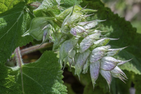Clary sage (Salvia sclarea, Aethiopis sclarea), medicinal herb grown for its essential oil, native