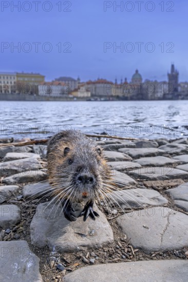 Coypu, nutria (Myocastor coypus) posing on quay along the Vltava river in the city Prague, Czech