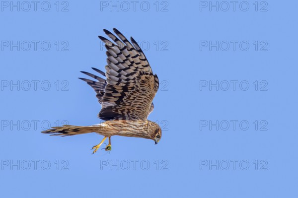 Montagu's harrier (Circus pygargus) adult female with caught bush cricket prey in its talons flying