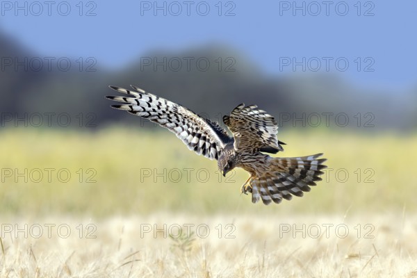Montagu's harrier (Circus pygargus) adult female with caught mouse prey in its talons flying over