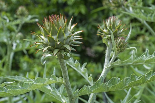 Cardoon, artichoke thistle (Cynara cardunculus, Carduus cardunculus) close-up of pseudanthium,