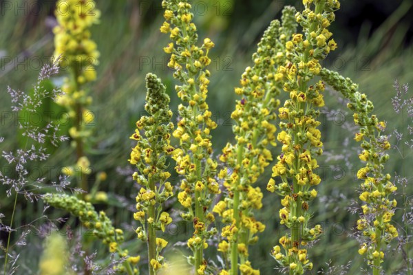 Black mullein, dark mullein (Verbascum nigrum) in flower