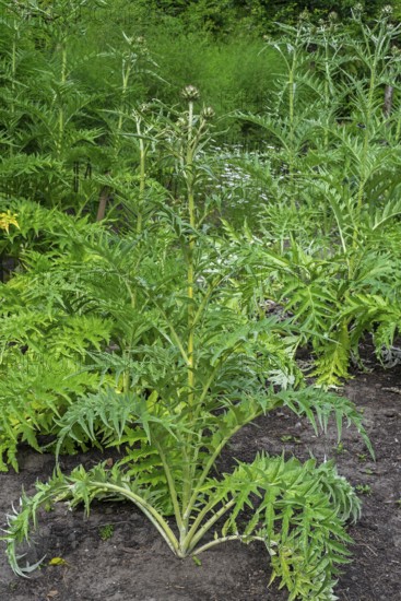 Cardoon, artichoke thistle (Cynara cardunculus, Carduus cardunculus) in herb garden in early summer
