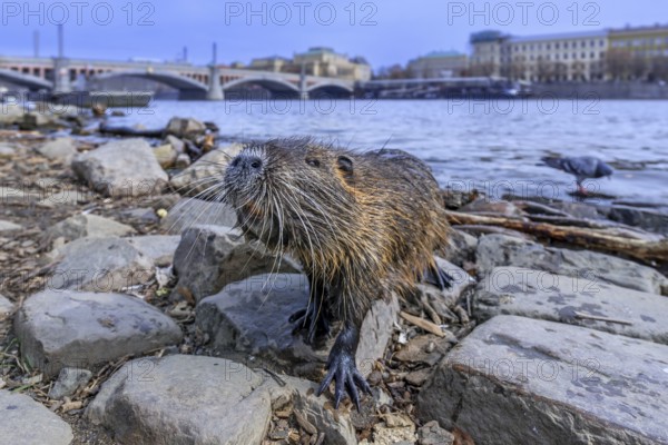 Coypu, nutria (Myocastor coypus) posing on waterfront along the Vltava river in the city Prague,