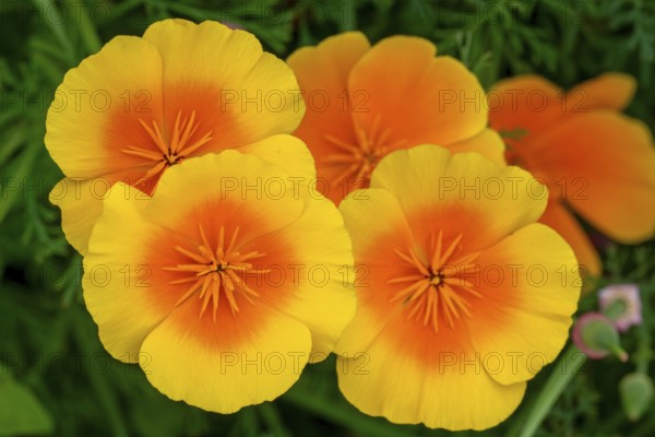 California poppies, golden poppy, Mexican poppy, California sunlight (Eschscholzia californica) in
