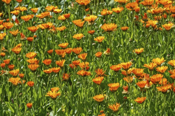 Mary's gold, common marigold, pot marigold, Scotch marigold, ruddles (Calendula officinalis,