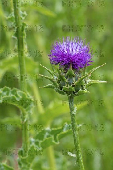 Milk thistle, blessed milkthistle, Marian thistle, Mary thistle (Silybum marianum, Carduus
