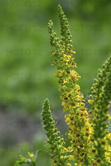 Black mullein, dark mullein (Verbascum nigrum) in flower