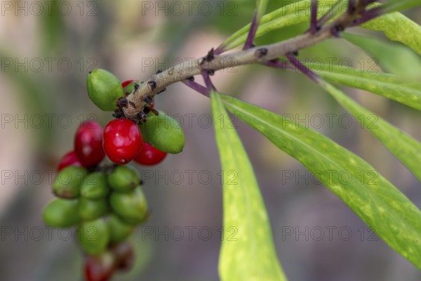 Mezereum, mezereon, February daphne, spurge laurel, spurge olive (Daphne mezereum) close-up of red