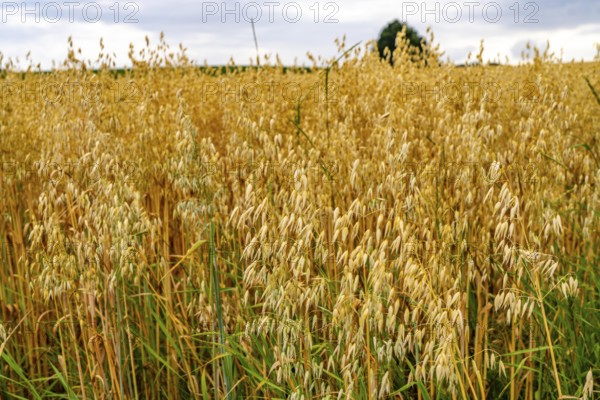 Agriculture, field with grain, oats, shortly in front of harvest, near Nettetal, on the Lower
