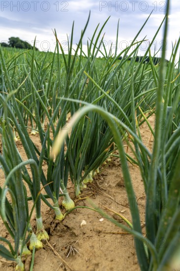 Agriculture, field with onions, shortly in front of harvest, near Nettetal, on the Lower Rhine,
