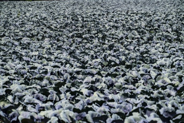 Agriculture, artificial irrigation of a field, irrigation system, cabbage cultivation, red cabbage,