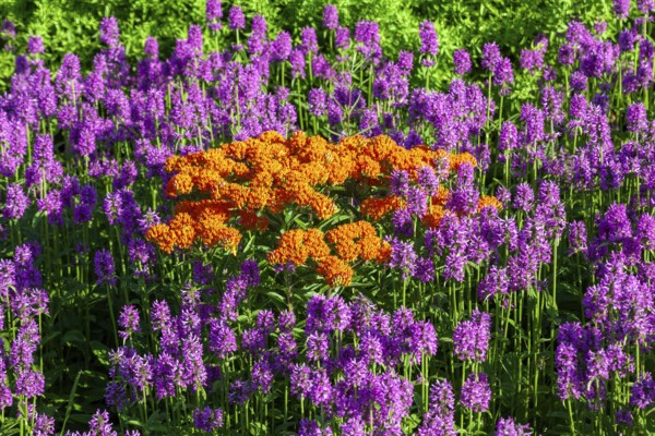 Detroit, Michigan - The orange Butterfly weed (Asclepias tuberosa) is blooming in the 2.6-acre, $4