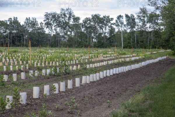 West Olive, Michigan - Plants in rows of containers on a farm in west Michigan. Irrigation