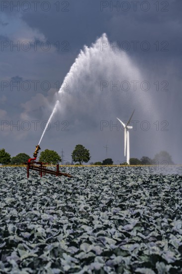 Agriculture, artificial irrigation of a field, irrigation system, cabbage cultivation, red cabbage,