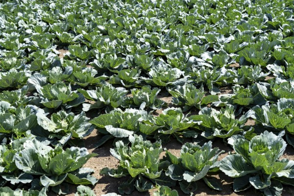 Agriculture, fields, cabbage cultivation, white cabbage, near Kempen on the Lower Rhine, North