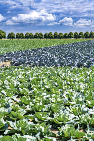 Agriculture, fields, cabbage cultivation, red cabbage and white cabbage, near Kempen on the Lower