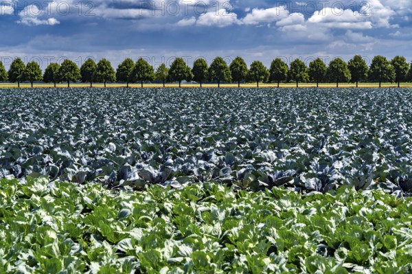 Agriculture, fields, cabbage cultivation, red cabbage and white cabbage, near Kempen on the Lower