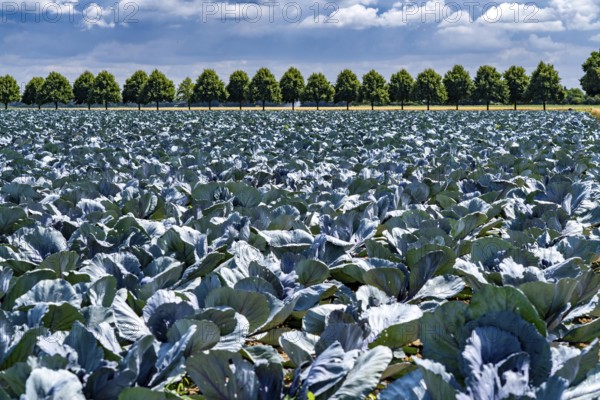 Agriculture, fields, cabbage cultivation, red cabbage, near Kempen on the Lower Rhine, North