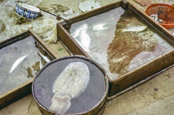 Cuttlefish and other fishes for sale live in water, Castle Peak, New Territories, Hong Kong, Asia,