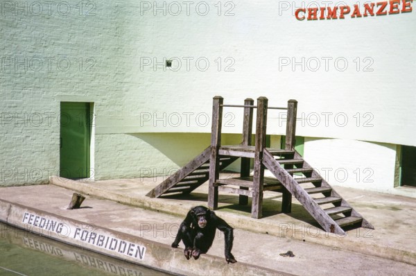 Sad looking chimpanzee in boring sterile Ape House enclosure, Dudley Zoo, West Midlands, England,