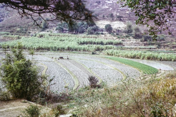 Newly ploughed fields, woman and water buffalo in field with plough, farmland countryside, Tai Tei