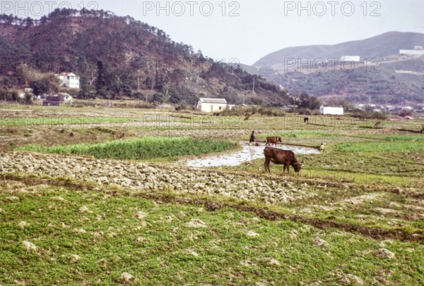 Farmland countryside, Tai Tei Tong village, Silver Mine Bay Mui Wo, Lantua Island, New Territories,