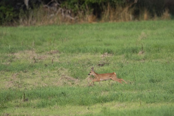 Fawn (Capreolus capreolus) jumping, Mecklenburg-Western Pomerania, Müritz region, Germany