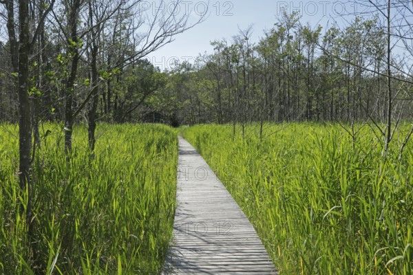 Trees, reeds, hiking trail, footbridge, Darßer Ort, Born a. Darß, National Park Vorpommersche