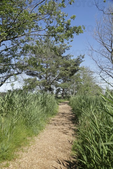 Trees, reeds, hiking trail, Darßer Ort, Born a. Darß, National Park Vorpommersche Boddenlandschaft,