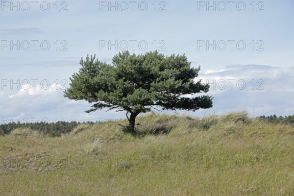 Tree, pine, grass, Darßer Ort, Born a. Darß, National Park Vorpommersche Boddenlandschaft,