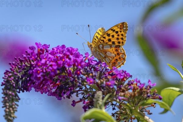 Small pearl-bordered fritillary (Issoria lathonia) on lilac (Buddleja davidii), Ternitz, Lower